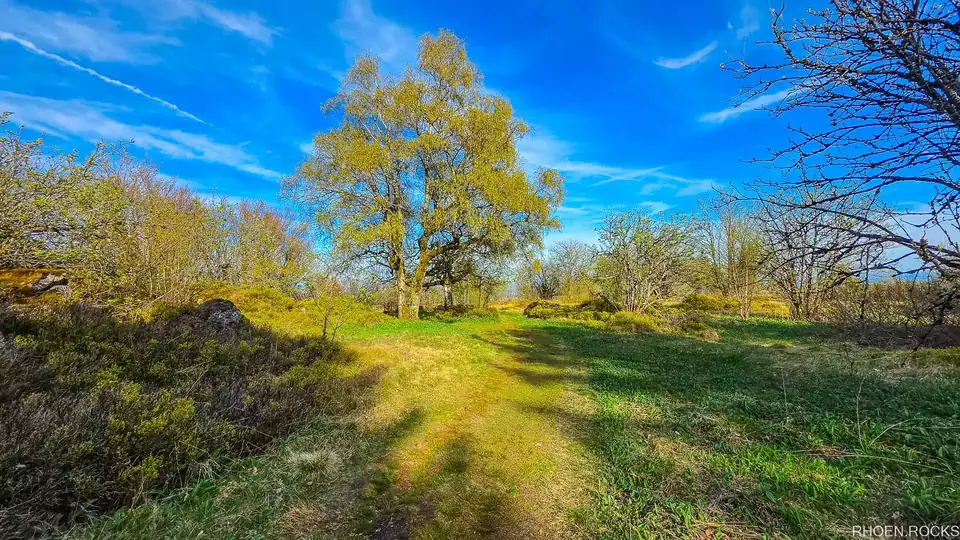 Frühling in der Langen Rhön: Baum auf weiter Wiese