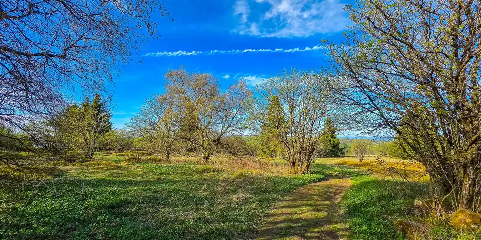 Hecken und knorrige Bäume auf der Hochfläche im Frühling