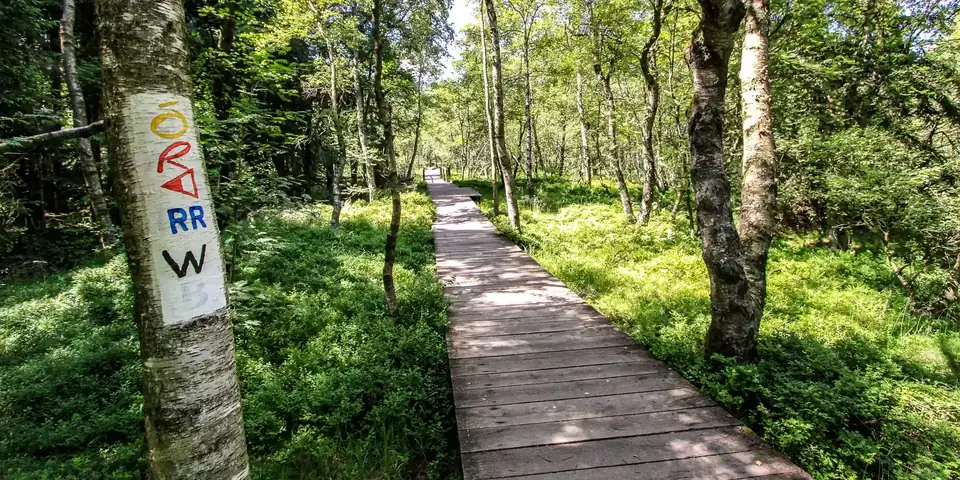 Holzsteg durch Birkenwald im Roten Moor