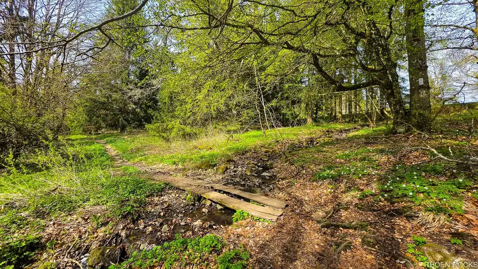 Schmaler Pfad mit Holzbrücke durch lichten Wald