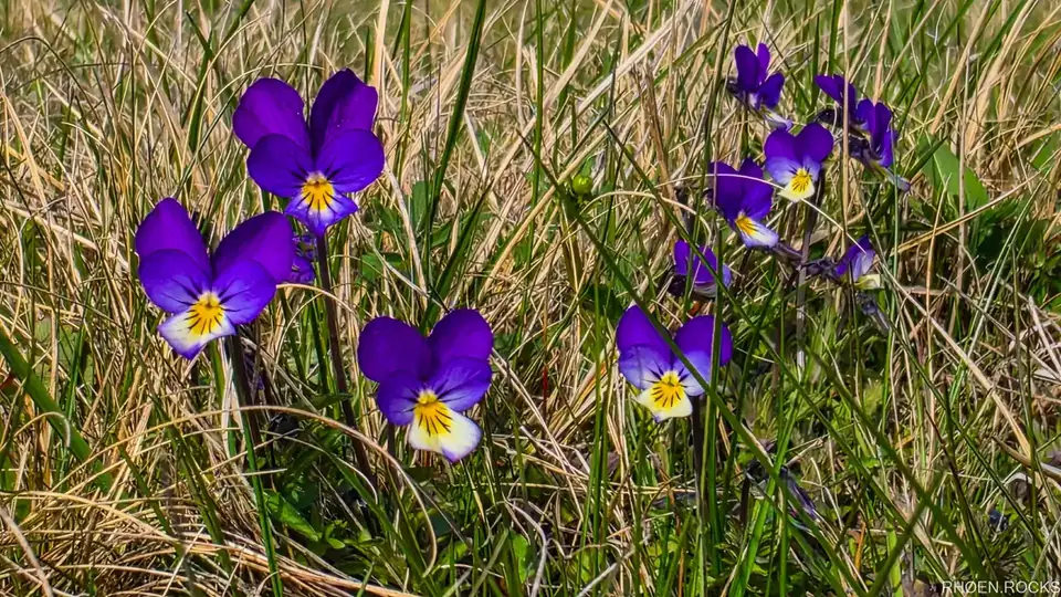 Wilde Stiefmütterchen im Gras